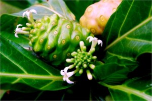 Mornida citrifoliaLR2webimage