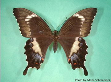 swallowtail