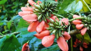 Erythrina variegata