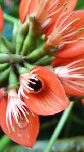 Erythrina variegata
