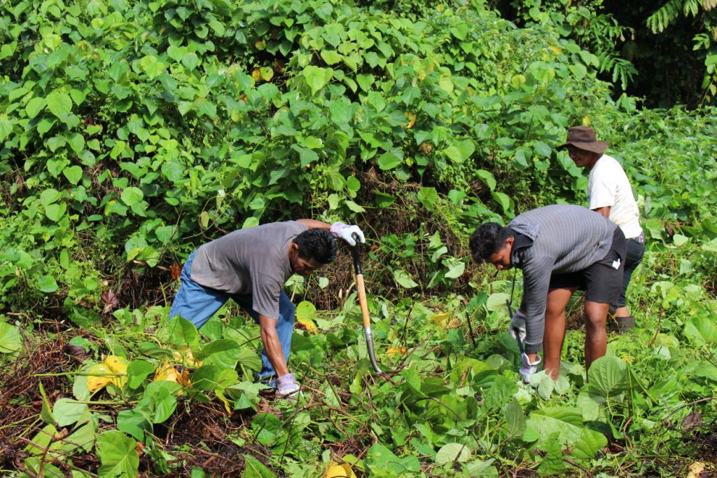 Samoa Environment Samoa kick starts first Carbon Offsets Project to support rainforest ...