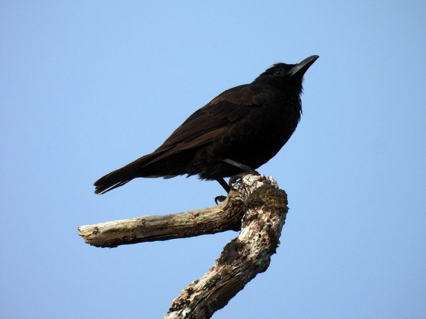 Fuia (Samoan_Starling)