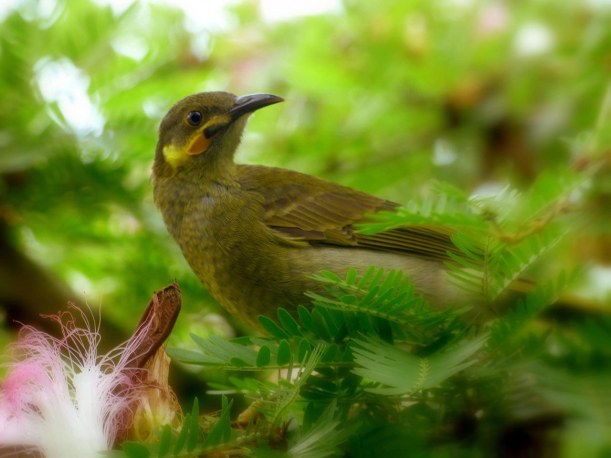 Iao (Wattled Honeyeater)