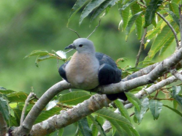 Lupe (Pacific Pigeon)