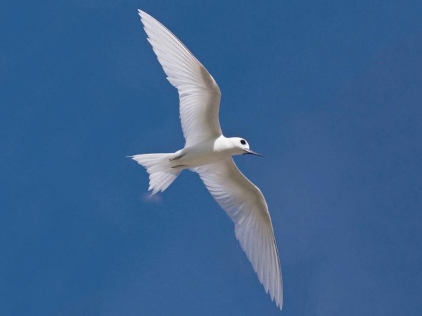 Manusina (White Tern)