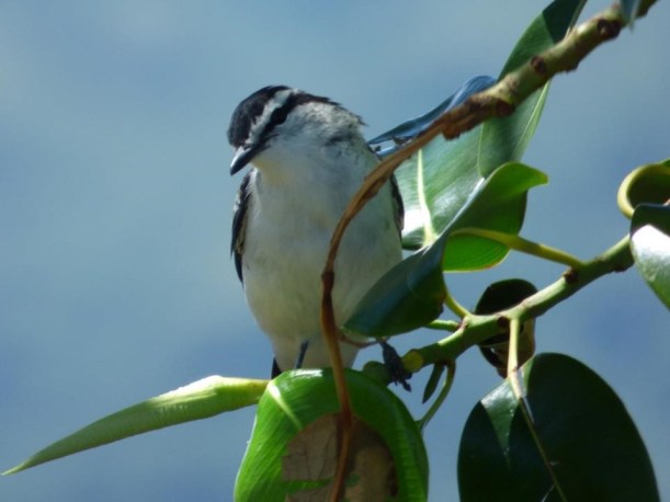Miti-tai (Polynesian Triller)
