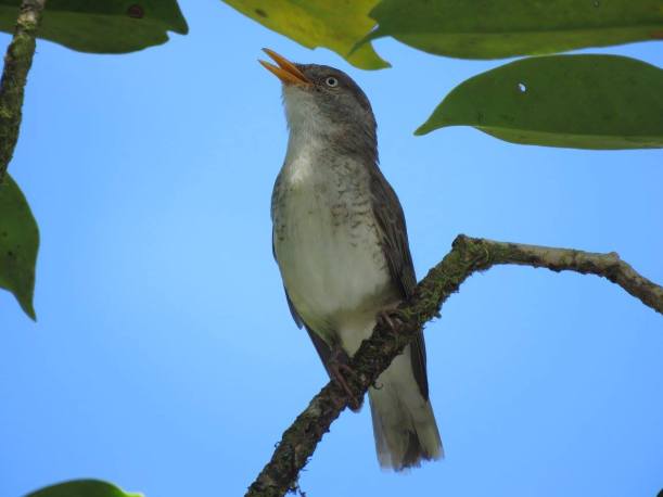 Miti-vao (Samoan Triller)