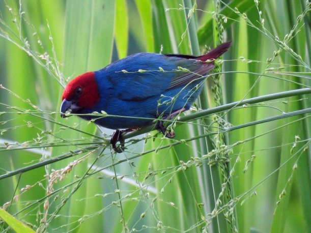 Sega-ula (Samoan Parrotfinch)