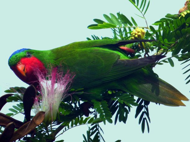 Sega vao (Blue-crowned Lory)
