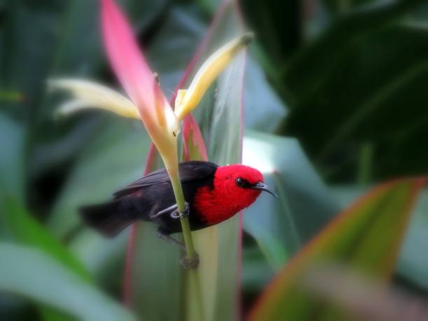 Segasega Mau'u (Cardinal Honey-eater)