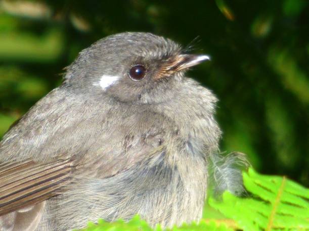 Se'u (Samoan Fantail)
