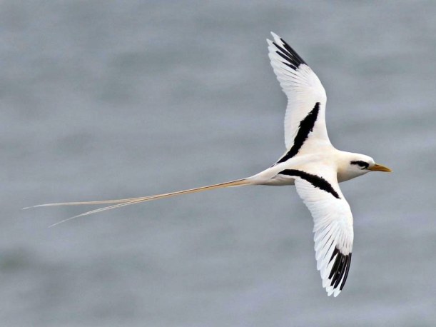 Tava'e (White-tailed tropic bird)