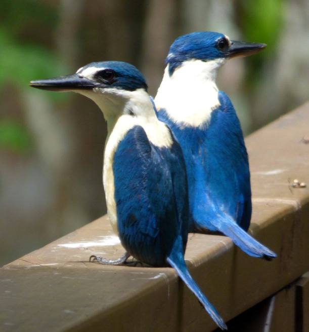 Tiotala (Samoan Kingfisher)