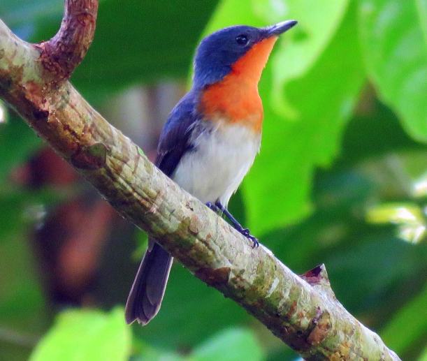 Tolaifatu (Samoan Broadbill)