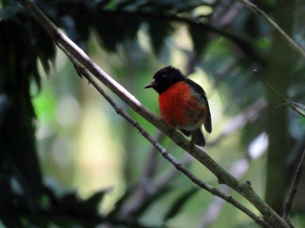 Tolaiula (Female Samoan Robin)