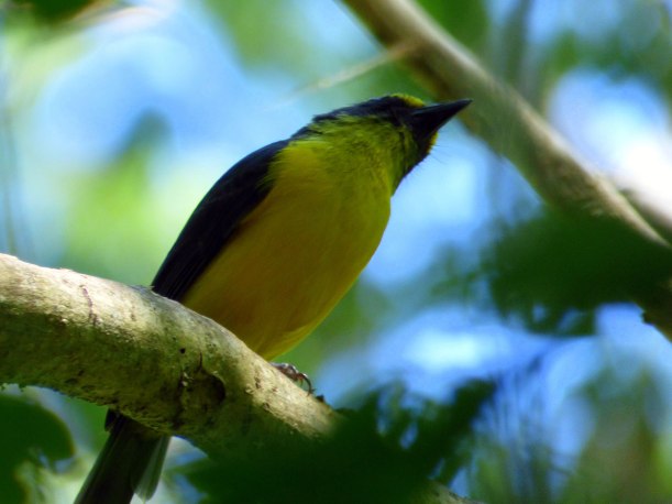 Vasavasa (Male Samoan Whistler)