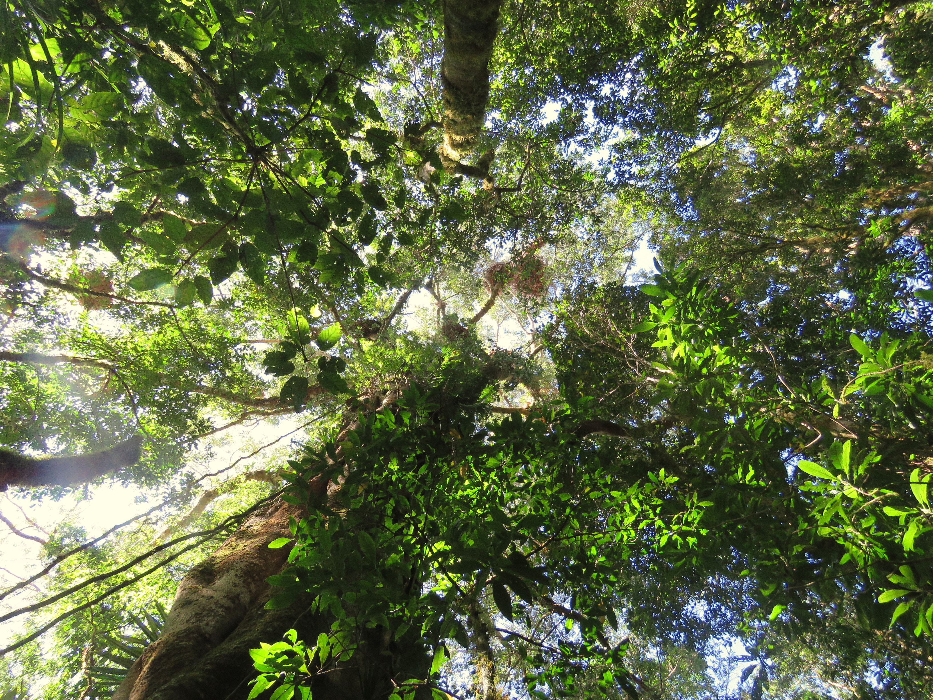 Samoa Environment Samoa Climate Smart Rainforest Restoration Project